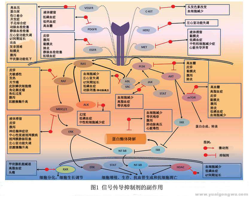 信号传导抑制剂的副作用