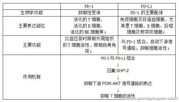 pd-1的介绍