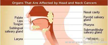 图二：头颈部肿瘤部位