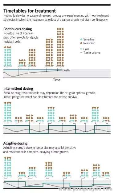 通过间断给药和适应性用药，明显延长耐药时间